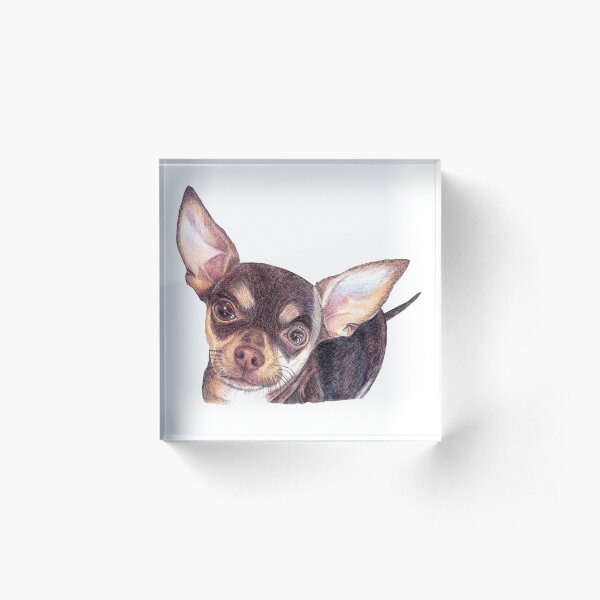 Chocolate Smooth Haired Chihuahua Acrylic Block