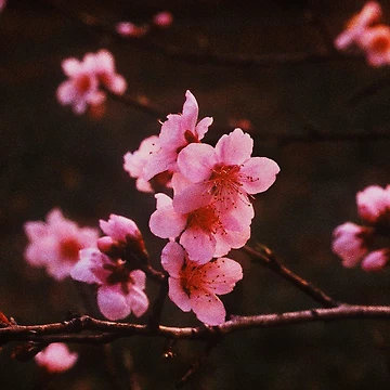 Artwork thumbnail, A Softer Spring by Rodney Williams