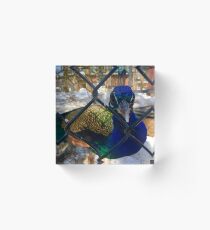 Sassy Peacock Acrylic Block