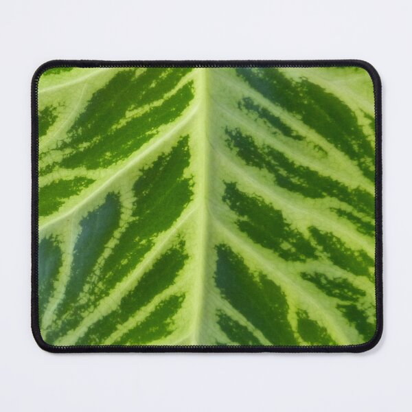 Item preview, Syngonium Batik designed and sold by TropicalFronds.
