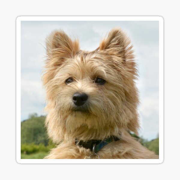 Cairn Terrier Sticker