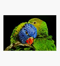 Pruning Lorikeets Photographic Print