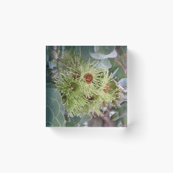Item preview, Golden green mallee flowers designed and sold by Cynthia Dix.
