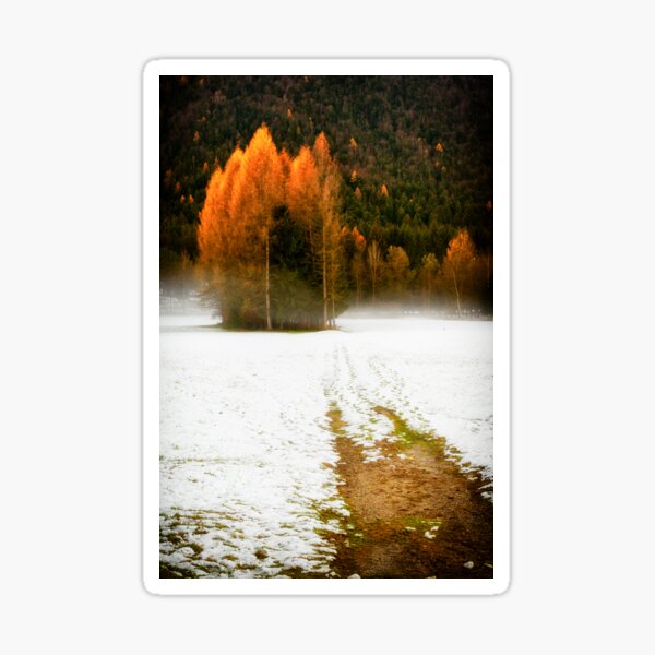 Group of pine trees in the mist Sticker