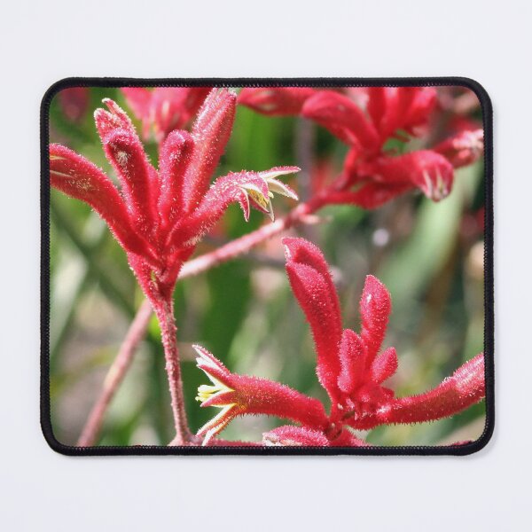 Item preview, Red Kangaroo Paws designed and sold by Cynthia Dix.