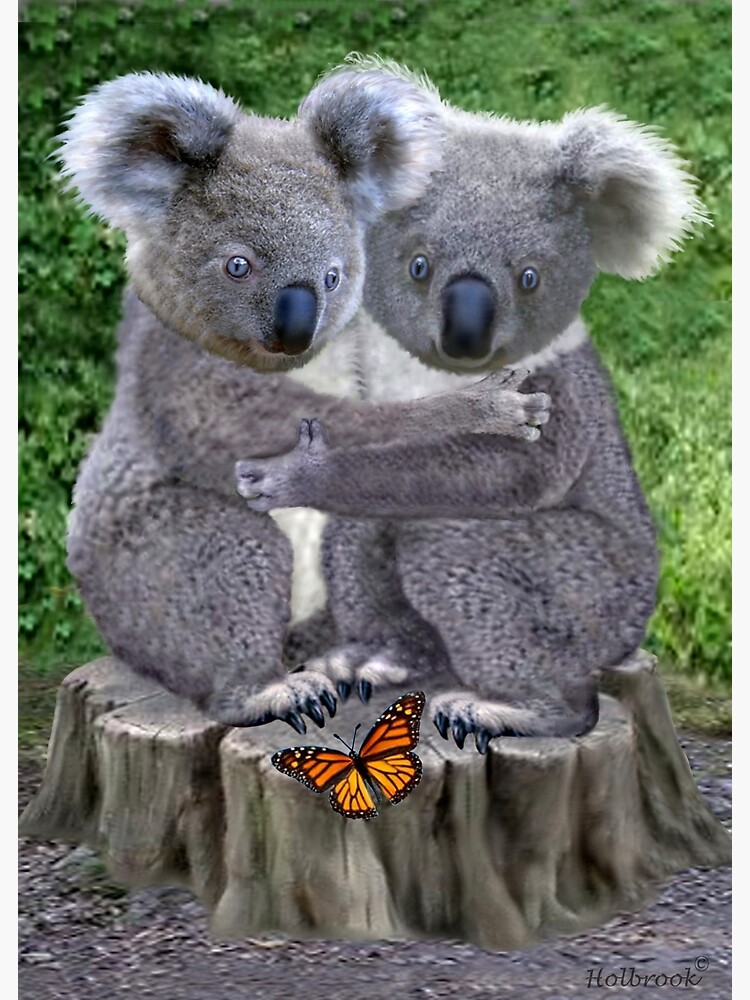 Baby Koala Bear Huggies | Poster