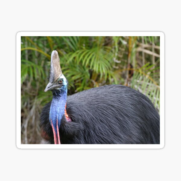 Item preview, Southern Cassowary designed and sold by Genevieve Hanlon Art and Photography.
