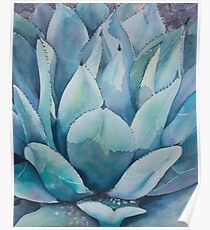 Succulent Poster