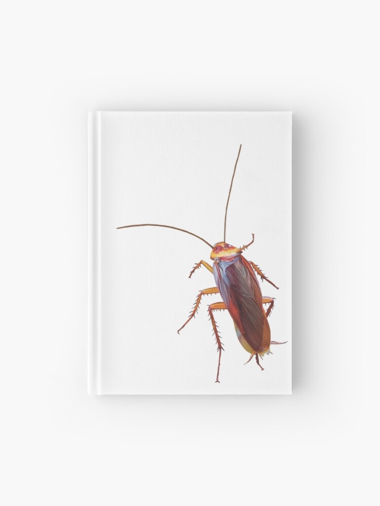 American Cockroach Insect Drawing German Cockroach - Cockroach Cartoon  Transparent Background, HD Png Download - kindpng