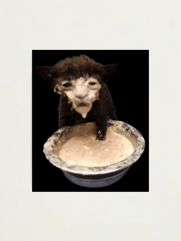 Milk Face Cat Meme Cursed Milk Cat