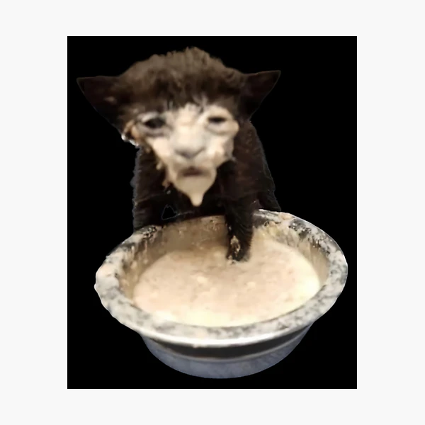 Milk Face Cat Meme Cursed Milk Cat