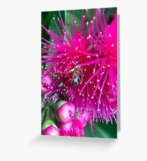 Magenta mountain apple blooms! Greeting Card
