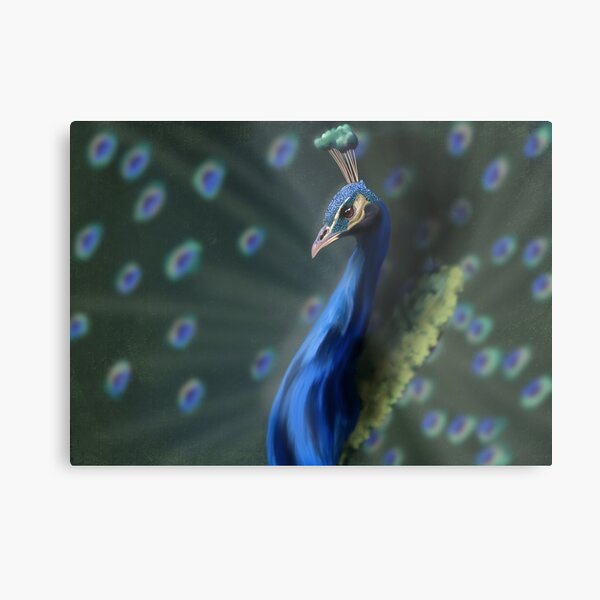 Peacock portrait Metal Print