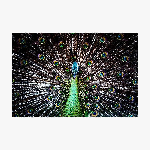 Item preview, Peacock designed and sold by PristineImages.