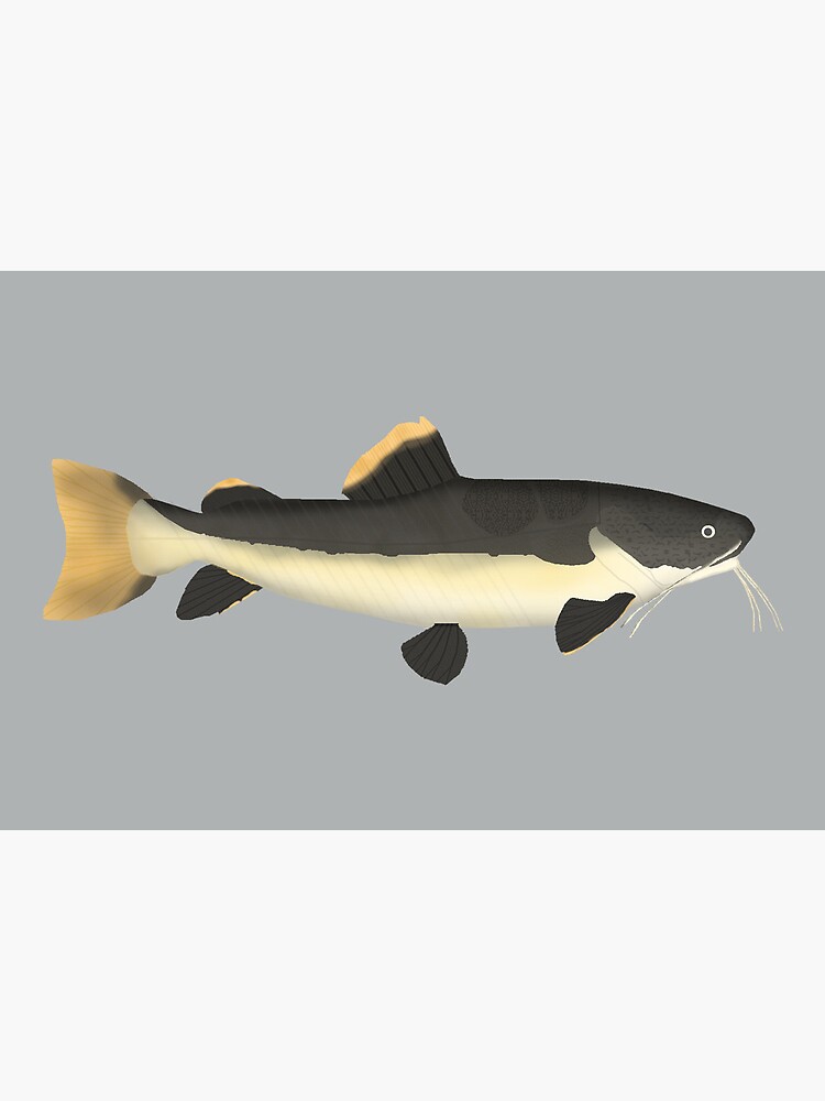 Redtail Catfish | Art Board Print