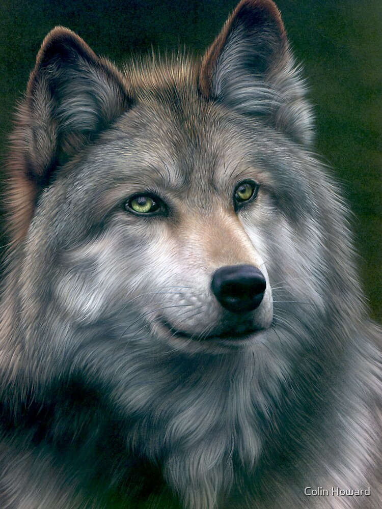 grey wolf colors