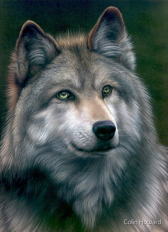 "Grey Wolf" by Colin Howard Redbubble