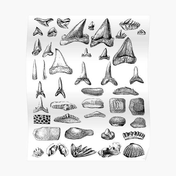 Shark Teeth and Shells Fossils Archeology & Natural History Poster