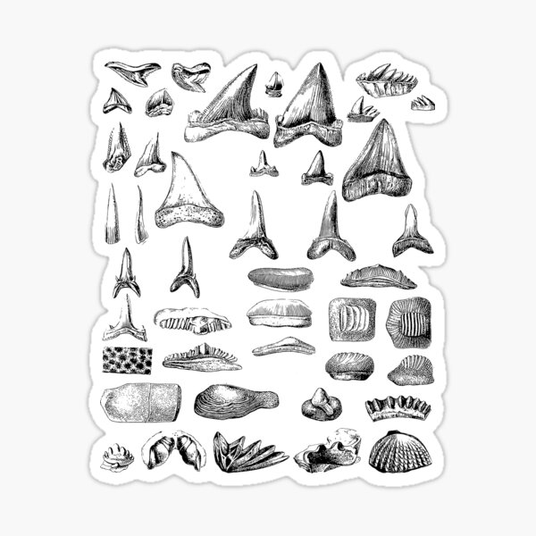 Item preview, Shark Teeth and Shells Fossils Archeology & Natural History designed and sold by encyclo-art.