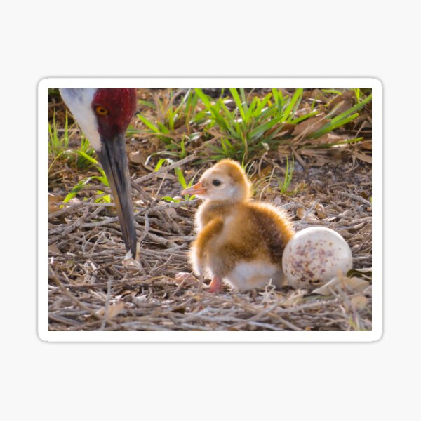 Item preview, First chick designed and sold by Zina Stromberg.