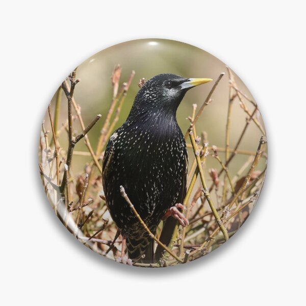 Item preview, Starling on a Leafless Hedge designed and sold by rwhooster.