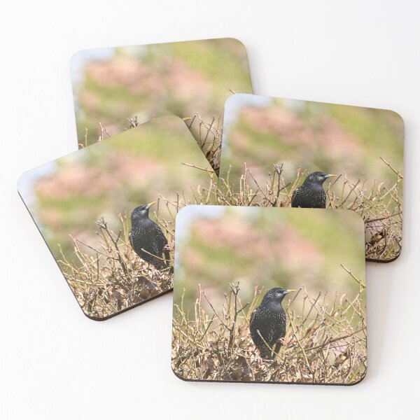 Item preview, Starling on a Leafless Hedge designed and sold by rwhooster.