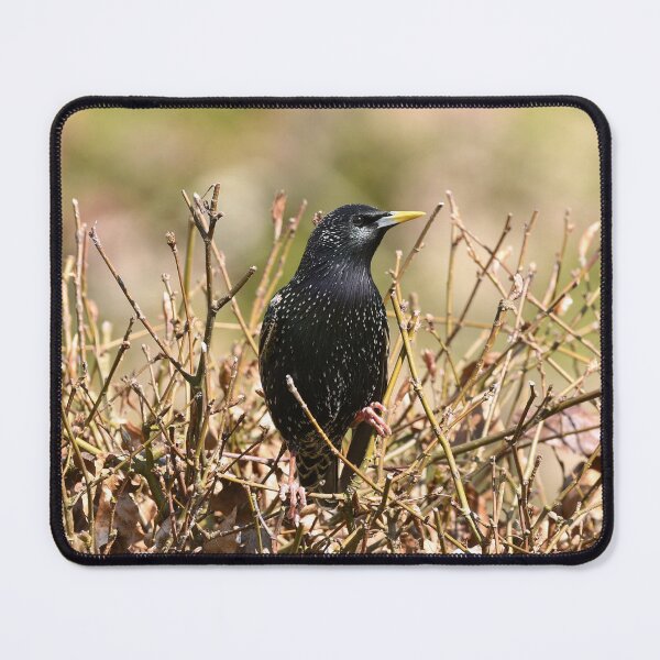 Item preview, Starling on a Leafless Hedge designed and sold by rwhooster.
