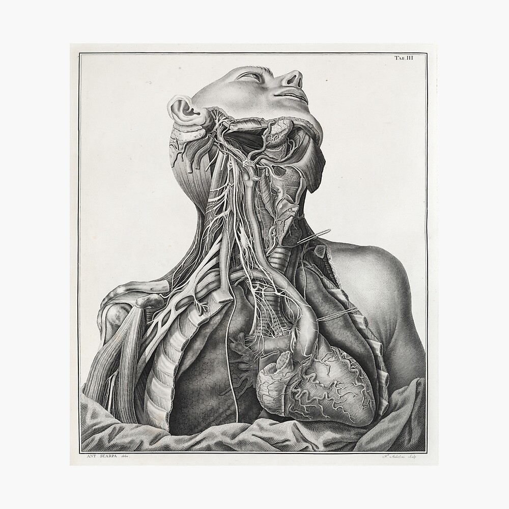 Human Anatomy for Artists: Dr. Gyorgy Feher, Andras