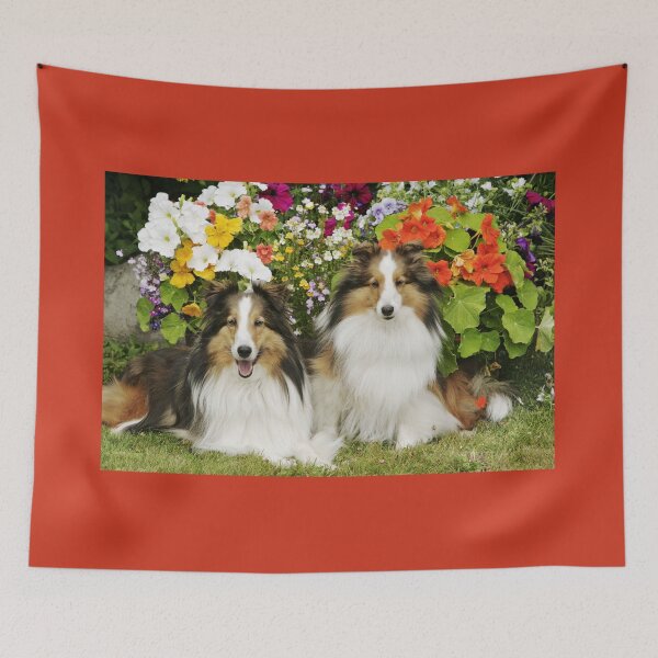 Item preview, Two Shetland Sheepdogs, together in a garden. designed and sold by ScienceSource.