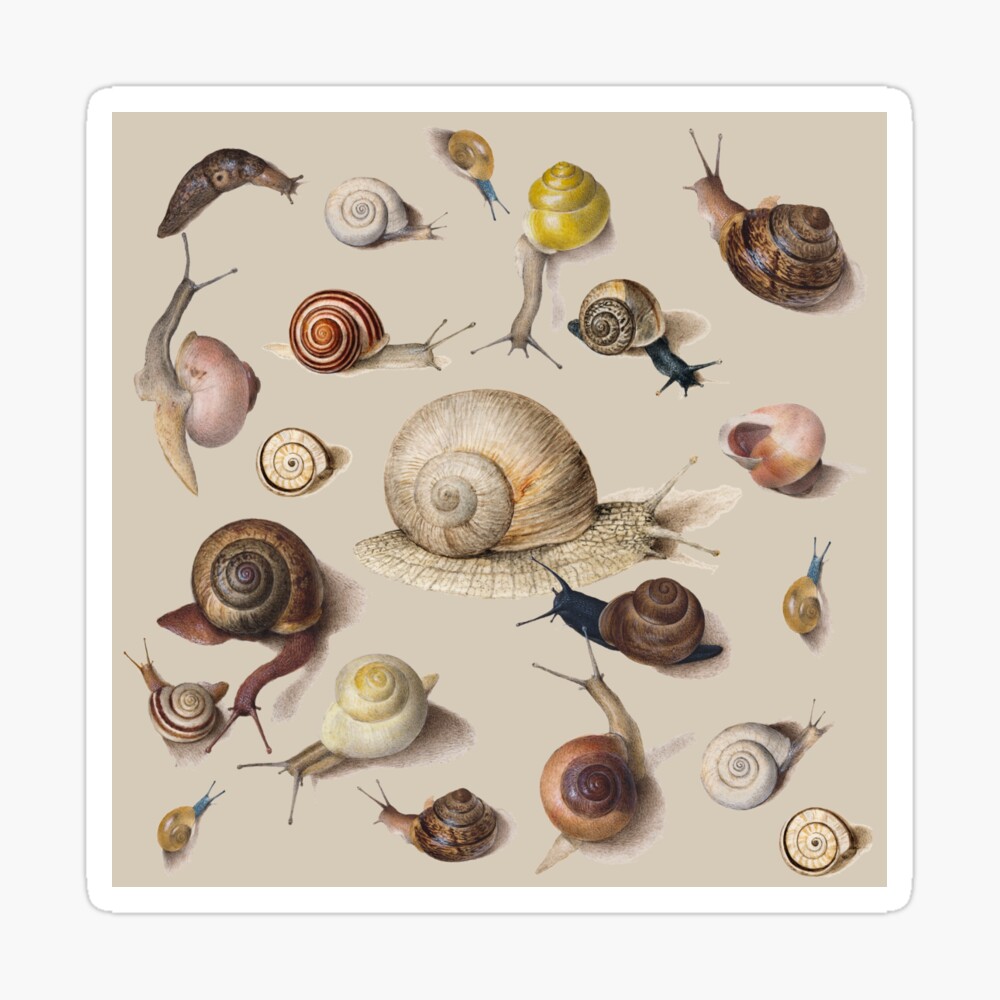 Snail Garden Cute Animals snails watercolor illustration art Snail Garden Cute Animals snails watercolor illustration art