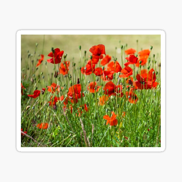 Red poppy field view Sticker