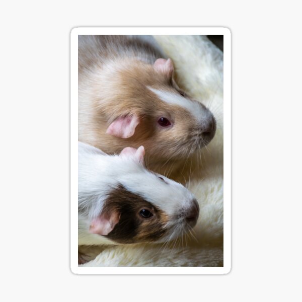 Item preview, Guinea pigs up close designed and sold by TDArtShop.