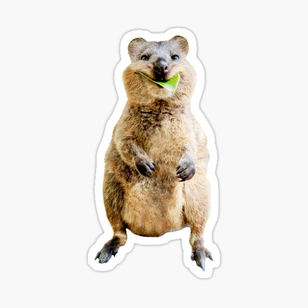 Item preview, Quokka designed and sold by MismatchMedley.