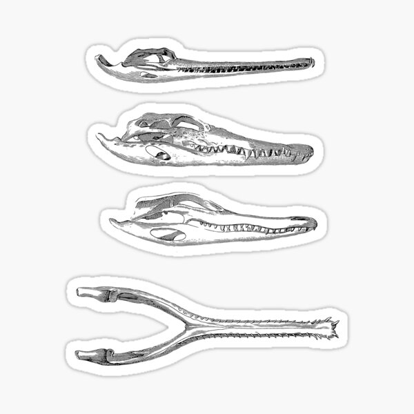Item preview, Alligator Crocodile Caiman Gharial Reptile Skulls designed and sold by encyclo-art.
