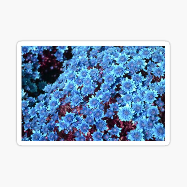 Item preview, Blue chrysanthemum designed and sold by fowons.