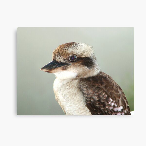 Kookaburra Canvas Print
