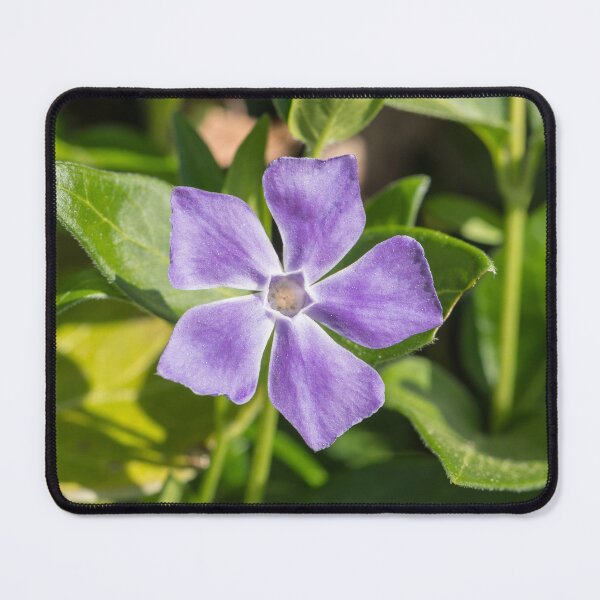 Item preview, Blooming Vinca major pretty purple wild flower designed and sold by StohlerPhotos.