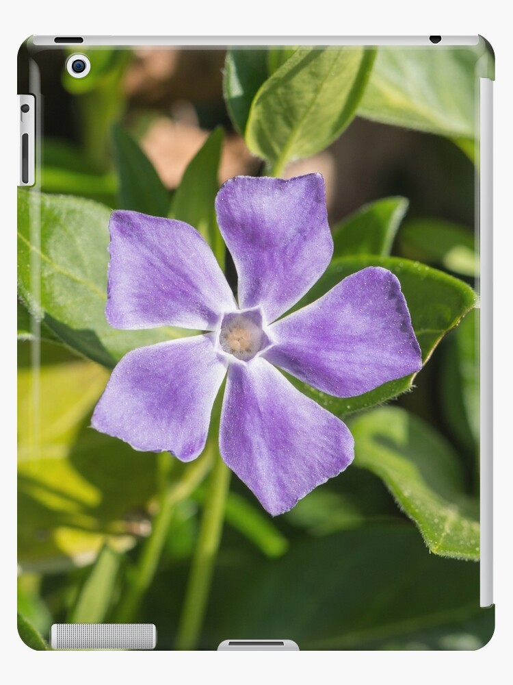 Coque et skin adhésive iPad « Grande pervenche en fleurs belle fleur sauvage  pourpre », par StohlerPhotos | Redbubble