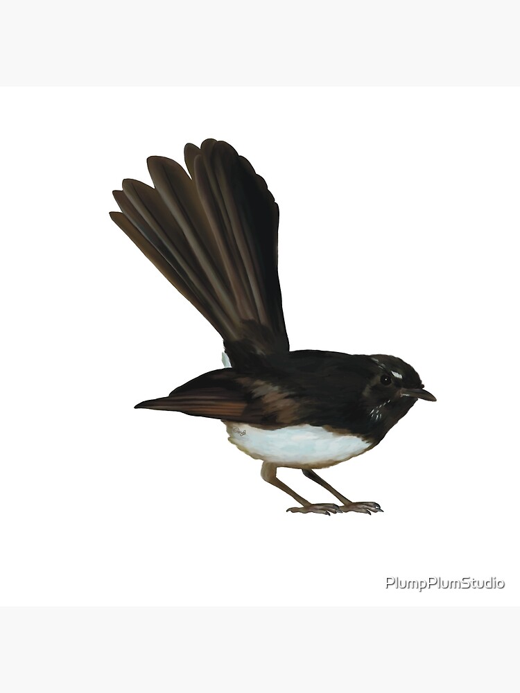 Australian Birds Willie Wagtail Giclee Art Print top