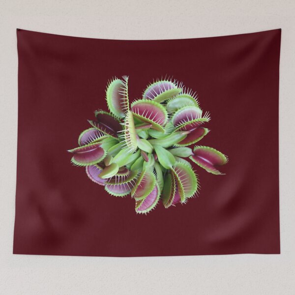 Item preview, VENUS FLYTRAP - CARNIVOROUS PLANTS designed and sold by Danicus666.