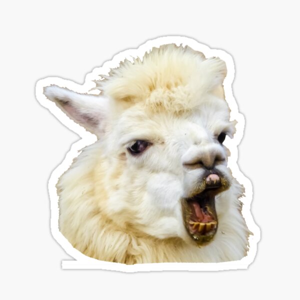 Funny face laughing alpaca Crazy Lama with crooked incisors