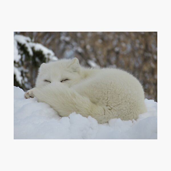Item preview, Sleepy Arctic Fox designed and sold by caybeach.