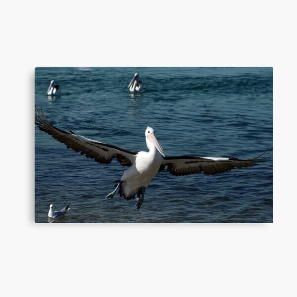 In for a Landing Canvas Print