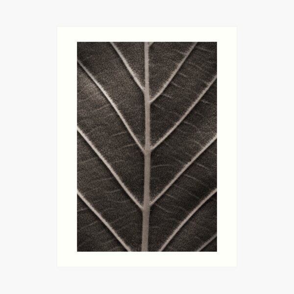 Nature's Design Art Print