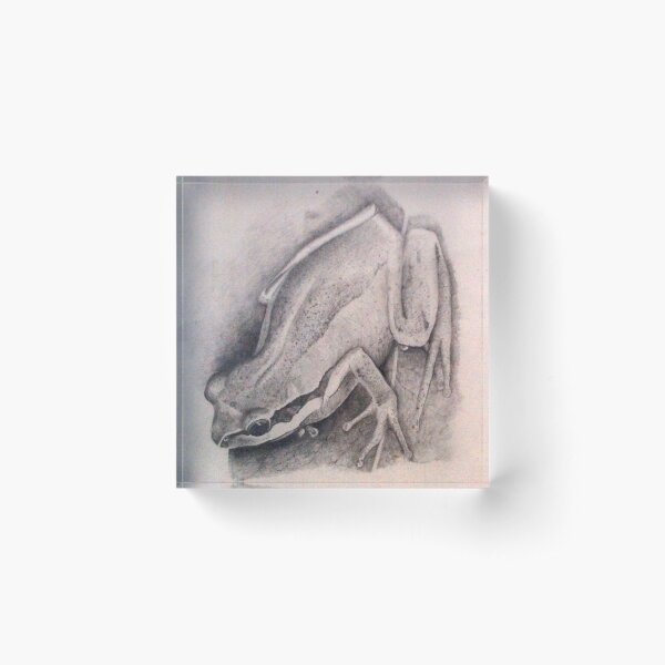 Southern Brown Tree Frog - Drawing by Avril Thomas - South Australian Artist Acrylic Block