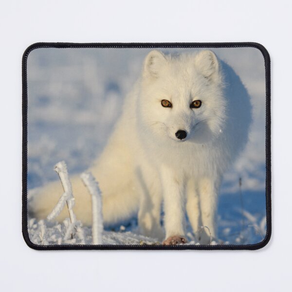 Item preview, Stunning Arctic Fox, Wild and Beautiful, Mesmerizing Eyes in a winter paradise designed and sold by Orianah.