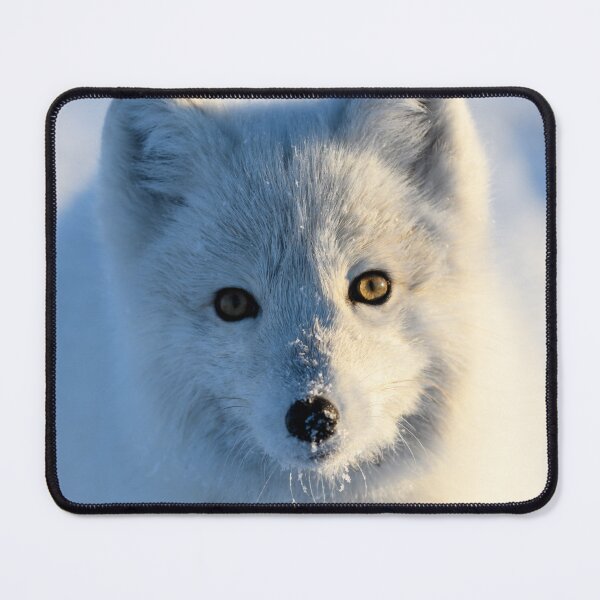Item preview, Stunning Arctic Fox, Wild and Beautiful, Mesmerizing Eyes in a winter paradise designed and sold by Orianah.