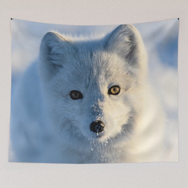 Item preview, Stunning Arctic Fox, Wild and Beautiful, Mesmerizing Eyes in a winter paradise designed and sold by Orianah.