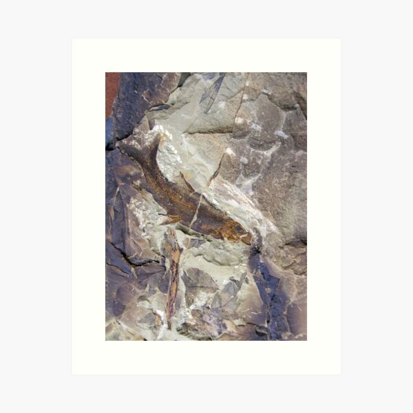 Item preview,  Fish Fossil - Photography by Avril Thomas - Adelaide / South Australia Artist designed and sold by AvrilThomasart.