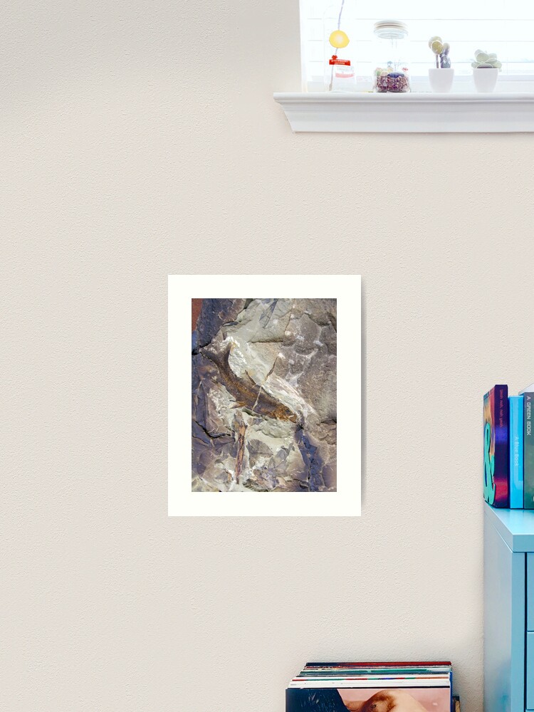 Thumbnail 1 of 3, Art Print, Fish Fossil - Photography by Avril Thomas - Adelaide / South Australia Artist designed and sold by AvrilThomasart.
